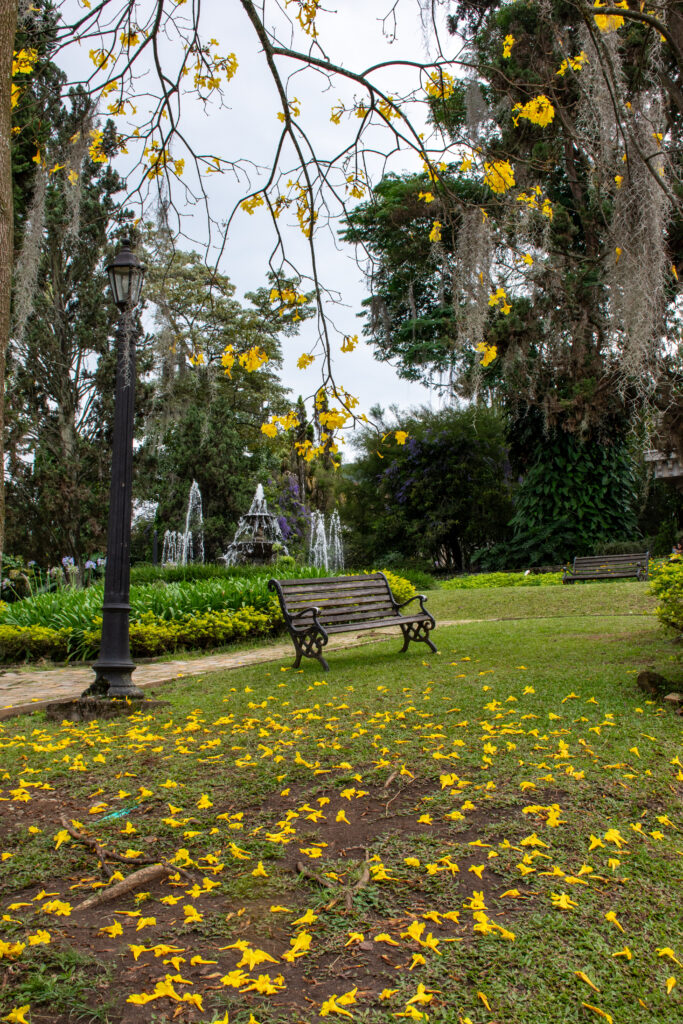Guayacanes